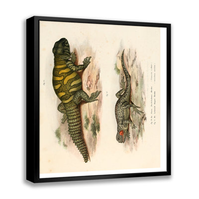 " Vintage Lizard Illustration "