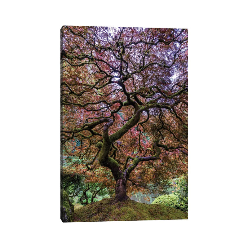 Japanese Maple Tree by Mike Centioli - Print on Canvas, Wrapped Canvas, 30.48cm H x 20.32cm W x 1.91cm D
