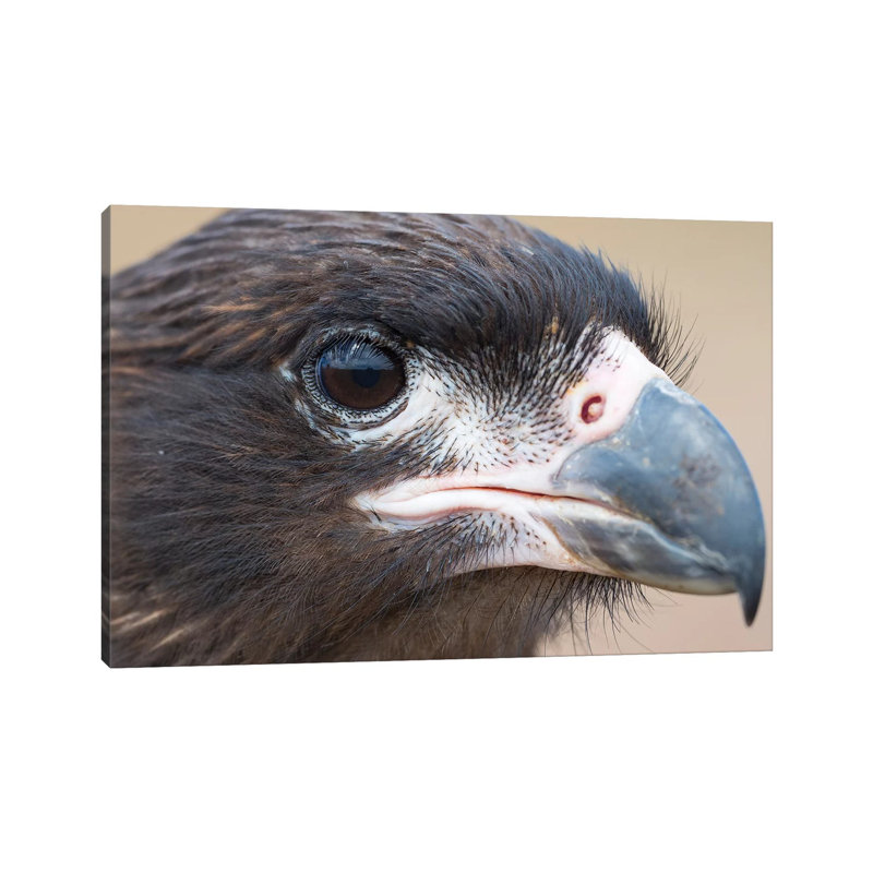 Juvenile With Typical Pale Skin In Face. Striated Caracara Or Johnny Rook, Protected, Endemic To The Falkland Islands. by Martin Zwick - Wrapped Canvas Print
