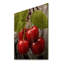 Red Cherry Tree Explosion III - Cerisier sur bois-2080628915