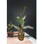 Rochford Handmade Glass Table Vase