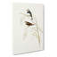 Spotted-Sided Finch by Elizabeth Gould - Wrapped Canvas Painting-55318793