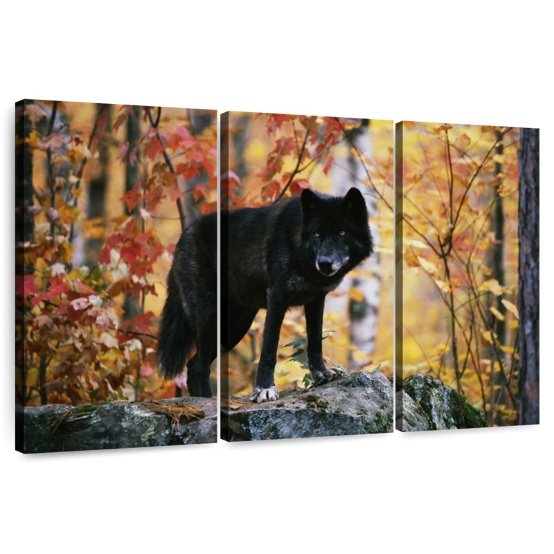 Autumn Black Wolf, 20" H x 33" W