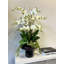 Orchids Arranged in Decorative Glass Vase