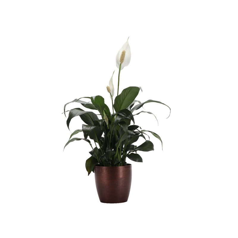 Live Peace Lily Plant in Classic Pot, Copper