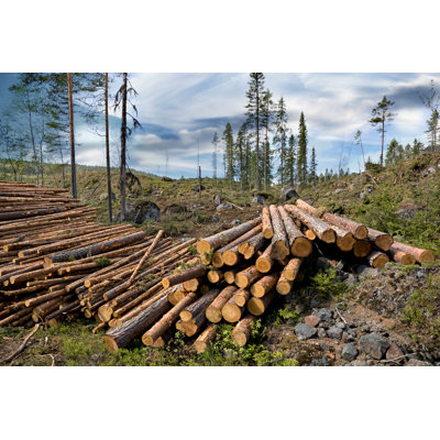 Pile Of Timber by PinkBadger - Wrapped Canvas Print