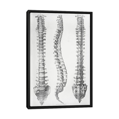 Spine Anatomy - Wall Art Print - Framed Canvas