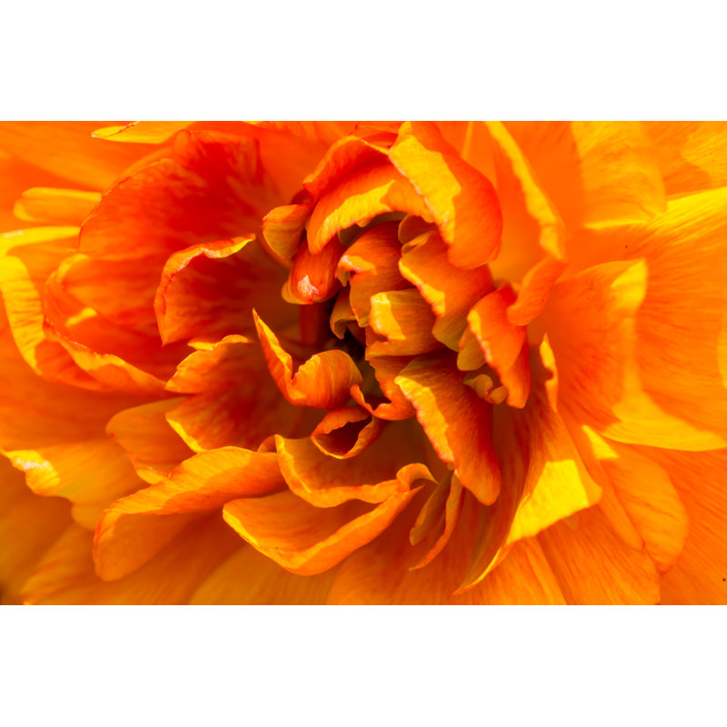 " Orange Flower Closeup ", 8" H x 12" W
