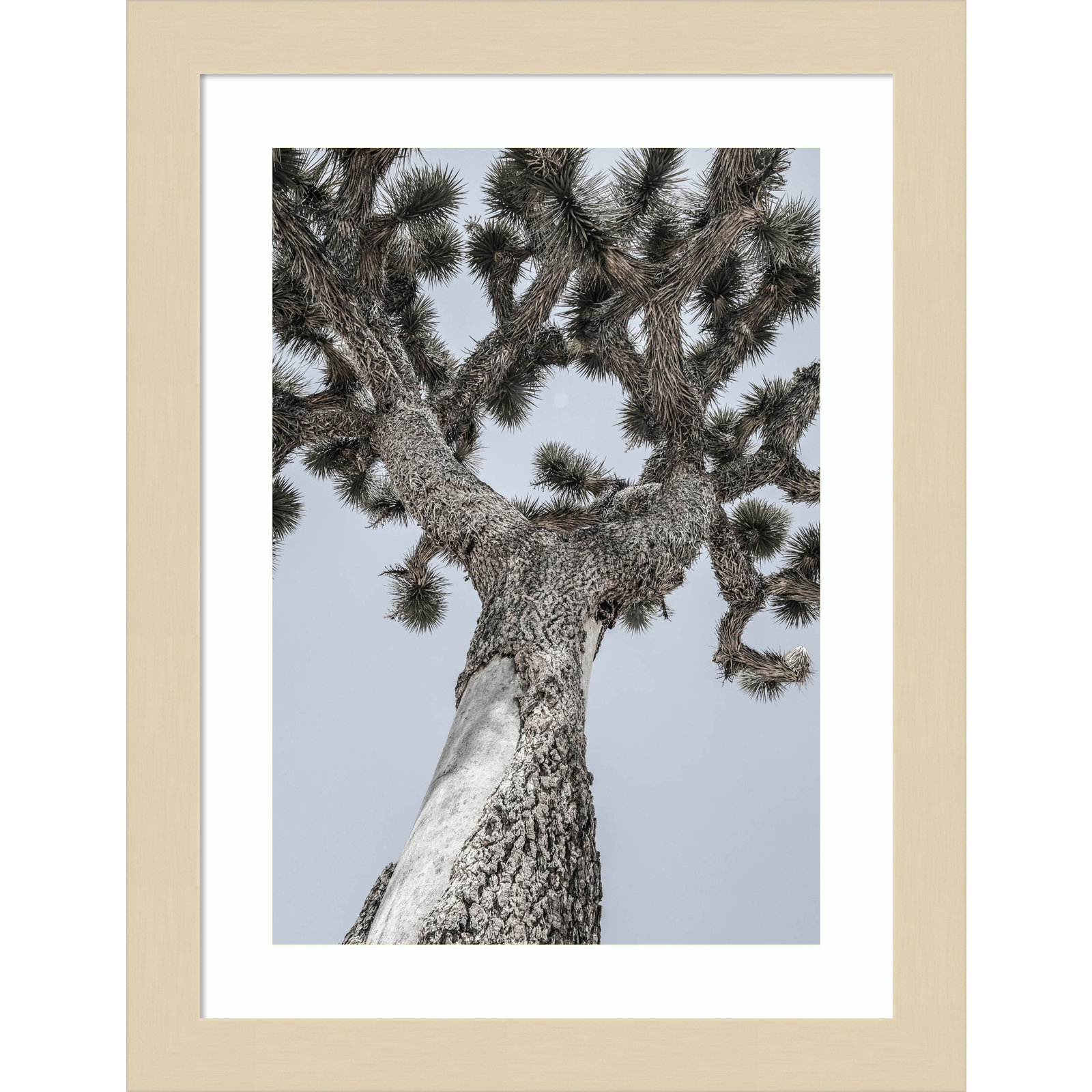 Daisey "Joshua" Print by Shot by Clint, Brown , 13" H x 10" W