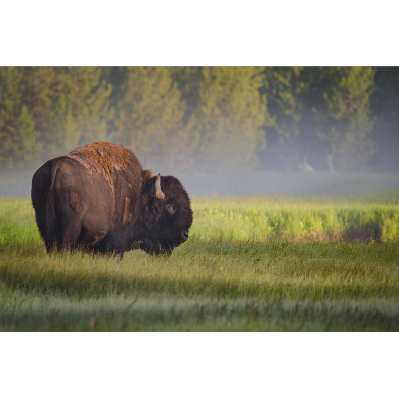 Wrapped Canvas Print, 76.2 cm H x 50.8 cm W
