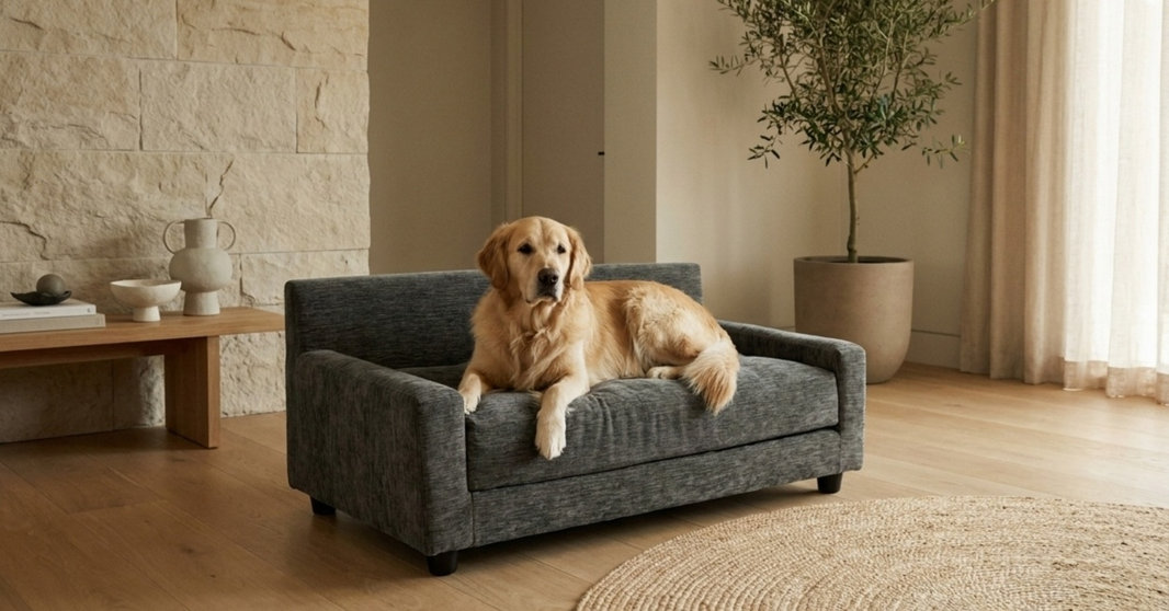 Dog on a couch
