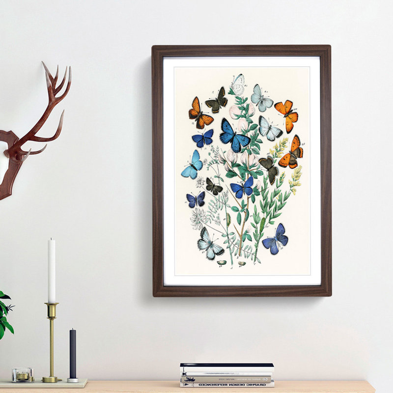 Butterflies & Moths by W.F. Kirby - Picture Frame Art Print, 65cm H x 48cm W x 2cm D, Walnut Framed
