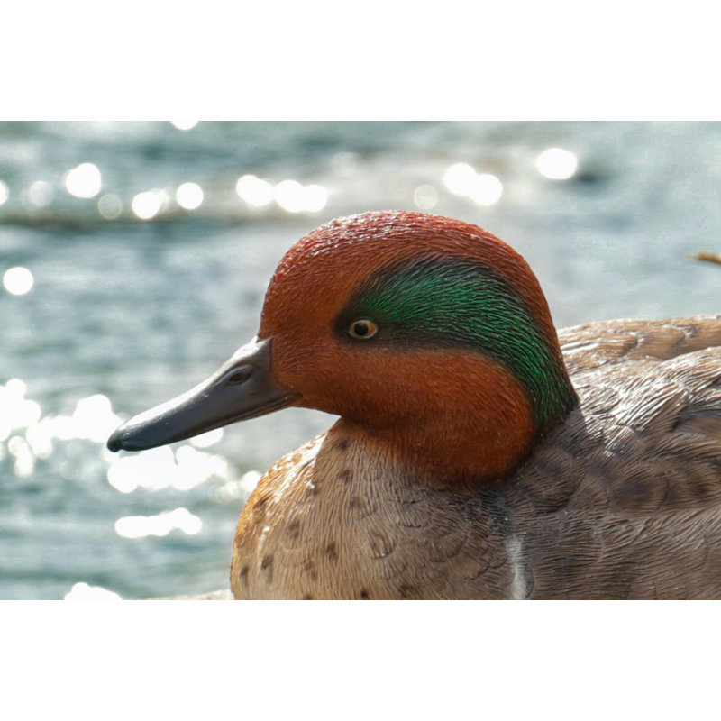 GRAND MALLARD AVEC UNE AILE VERTE