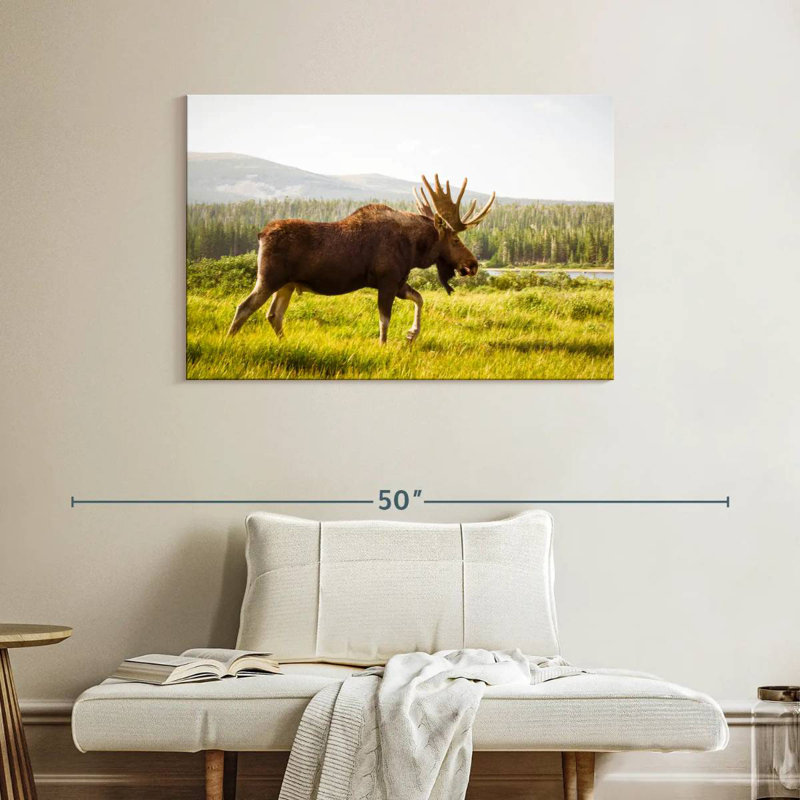 Crowle Grazing Wild Moose