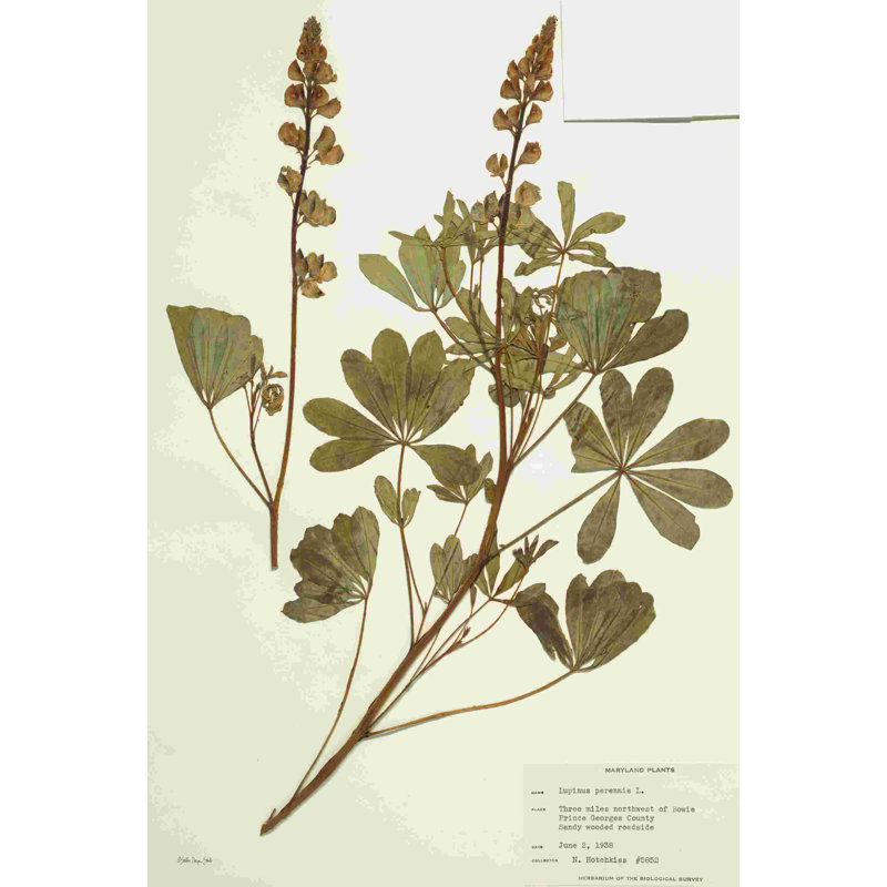 Herbier 2, Papier avec cadre simple argenté, Non, H 12 po x l 8 po