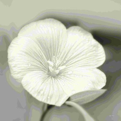 Fleur fanée I