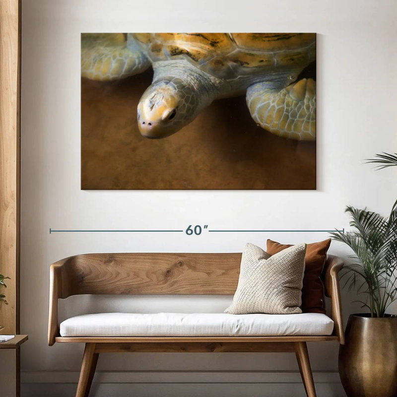 Grande tortue Brampt, H 32 po x l 48 po
