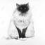 «Blue Eyes Fluffy Siamese Cat - Minimalist Animaux», reproduction encadrée