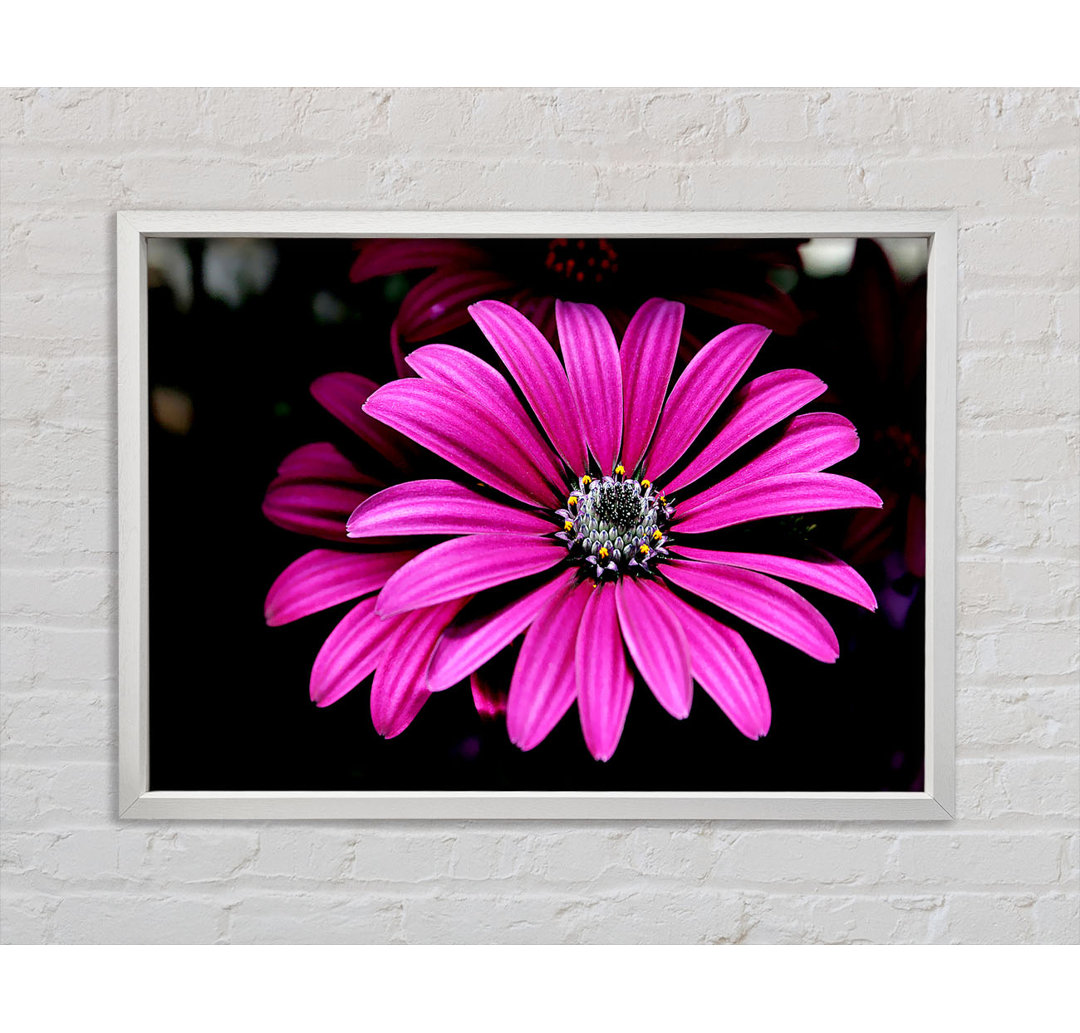 Cerise Daisy Petals - Druck