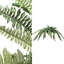 Varen Plant-100807404-100807406