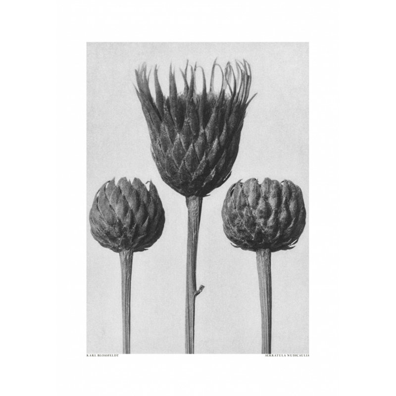 Wrapped Canvas Print, 76.2 cm H x 50.8 cm W