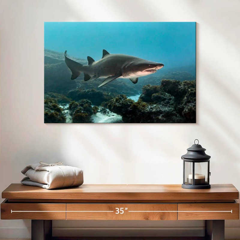 Aliwal Shoal Shark, H 16 po x l 24 po