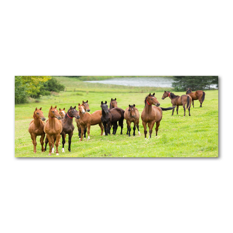Herd Of Horses In The Meadow - No Frame Print on Canvas
