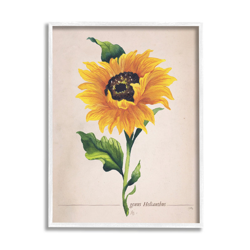 «Single Sunflower Blossom Genus Name Study Page» par Elizabeth Medley - cadre flottant, impression sur toile