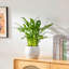 TYHPOT Ceramic Pot Planter-1035786450