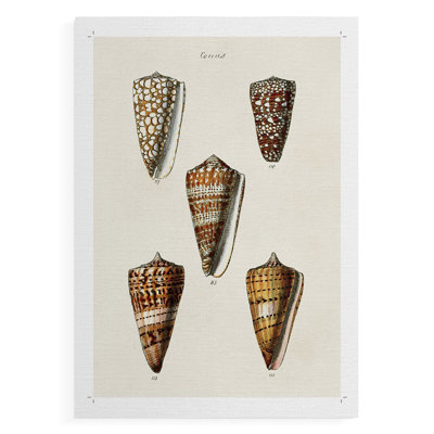 Collection Cone Shell II - impression sur toile seulement - NON-CADRE