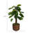 Panama Foliage Plant in Planter