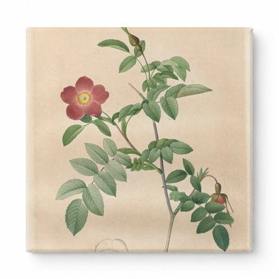 Rosa Alpina Pendulina (Les Roses) - art mural carré sur toile