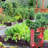 Michigan Peat Growing Kit