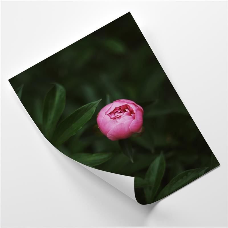 Poster Rosa Pfingstrose Knospe