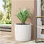 MGO PLANT