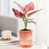 Rose est en rupture de stock