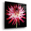 "Dahlia rose et blanc sur fond noir" par Tom Quartermaine-426828807