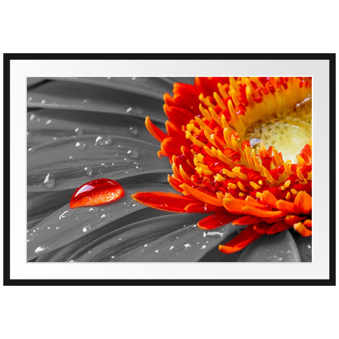 Gerahmtes Poster Wassertropfen auf Gerbera