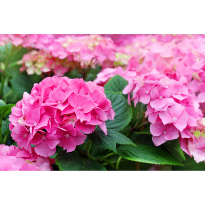 " Pink Hydrangea Flowers "