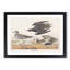 Golden Plover Birds by John Audubon - Framed Print-55620947-55620948