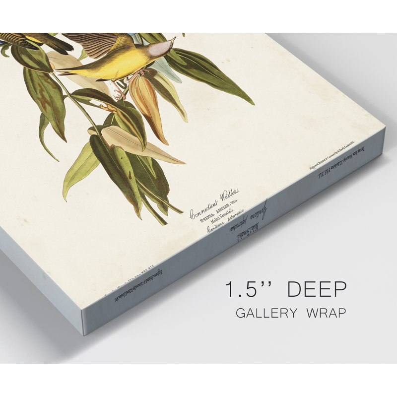 « Pl 138 Connecticut Warbler », reproduction d’art sur toile, H 12 po x l 8 po x P 1 po