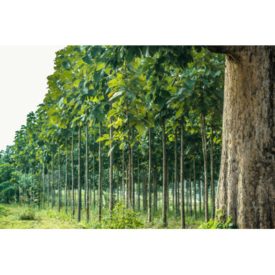 Teak Garden - Photographie sur toile tendue