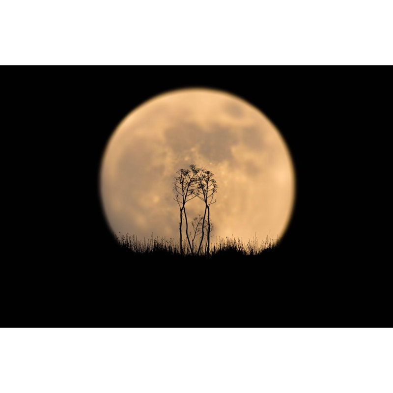 Wrapped Canvas Print, 50.8 cm H x 76.2 cm W