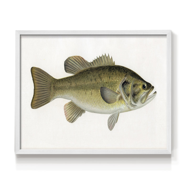 Truite femelle - reproduction encadrée - Restickable, H 16 po x l 20 po, Blanc