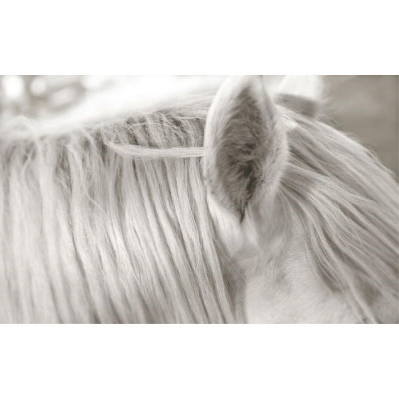 «Focusing on White Horse I» par Mari Urasawa - photographie, H 30 po x l 48 po, Couche de verre