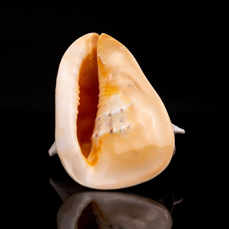 Genuine Horned Helmet Shell (4 Lbs)