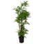 150cm Faux Plant in Pot Liner