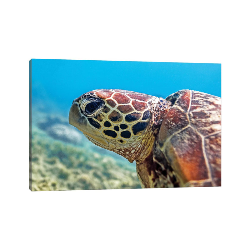 Turtle Head Nature Underwater by James Vodicka - Wrapped Canvas Gallery-Wrapped Canvas Giclée, 45.72cm H x 66.04cm W