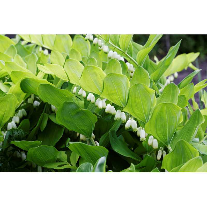 Polygonatum Multiflorum - Photographie sur toile tendue, H 8 po x l 12 po