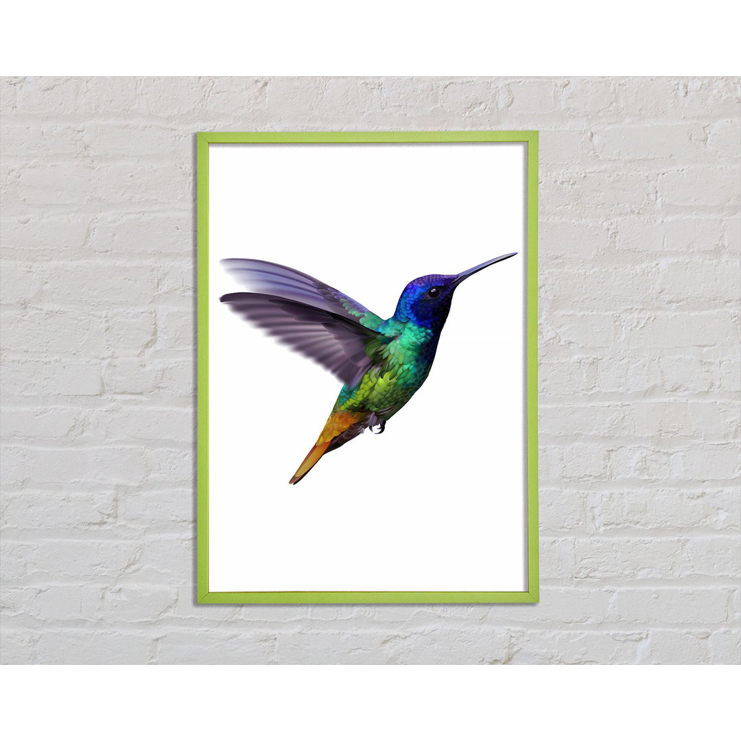 Anassi Hummingbird Colours - Einzelner Bilderrahmen Kunstdrucke